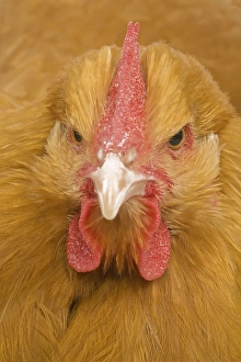 Orpington Chicken - in studio Orpington Chicken - in studio