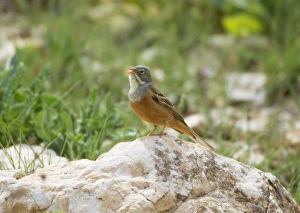 Ortolan Bunting - adult male singing on territory Ortolan Bunting - adult male singing on territory