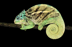 O'Shaughnessy's Chameleon - male - at night O'Shaughnessy's Chameleon - male - at night