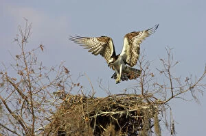 Osprey - coming in to land at nest