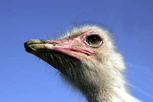 Ostrich - close up of head - male Ostrich - close up of head - male