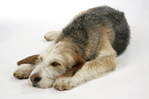 Otter Hound puppy - 6 months, lying down Otter Hound puppy - 6 months, lying down