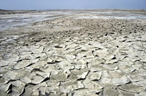 Over-dried soil with cristallized salt on its surface - typical salinated desert soil Over-dried soil with cristallized salt on its surface - typical salinated desert soil