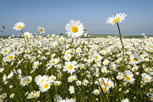 Ox-Eye Daisies - every one of this huge mass of flowers has turned to face the sun Ox-Eye Daisies - every one of this huge mass of flowers has turned to face the sun