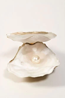Images Dated 20th June 2007: Oyster Shell