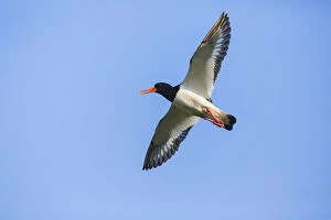 Oystercatcher - calling in flight, Island of Texel, The Netherlands Date: 11-Feb-19