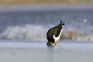 Oystercatcher - With head and bill buried deep in sand to pull out a hidden worm Oystercatcher - With head and bill buried deep in sand to pull out a hidden worm