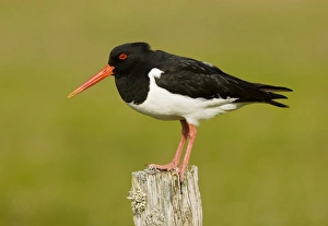 Oystercatcher - on post - in breeding season Oystercatcher - on post - in breeding season