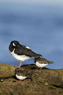 Oystercatcher - resting with Turnstones in early morning light - February Oystercatcher - resting with Turnstones in early morning light - February