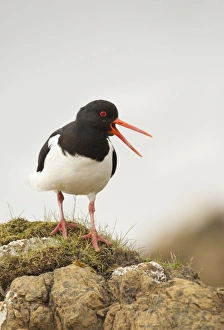 Oystercatcher - standing on top of rocks and calling out to mark territory Oystercatcher - standing on top of rocks and calling out to mark territory