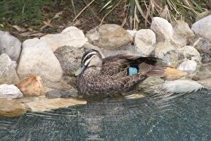 Pacific Black Duck - preening after bathing in a suburban swimming pool Pacific Black Duck - preening after bathing in a suburban swimming pool