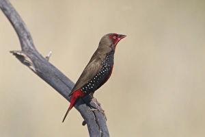 Painted Finch / Firetail, male perched Painted Finch / Firetail, male perched