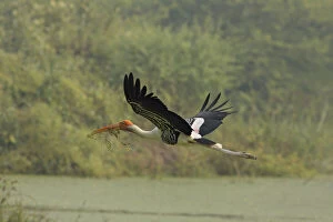 Painted Stork flying with nesting material, Keoladeo