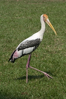 Painted STORK - walking on grass Painted STORK - walking on grass