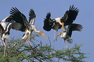Painted Storks fighting for nesting site Painted Storks fighting for nesting site