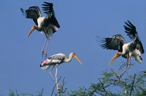 Painted Storks - in trees fighting Painted Storks - in trees fighting