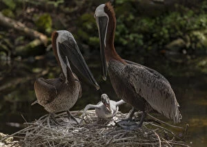Pair of Brown Pelicans, Pelecanus occidentalis, at the nest with young. Florida Date: 15-Apr-19