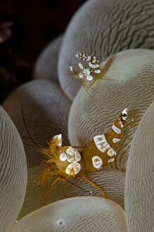 Pair of Squat Shrimps on Bubble Coral (Plerogyra)