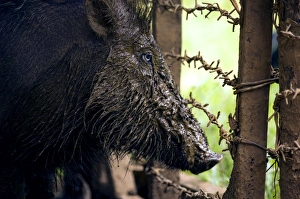 Palawan Bearded Pig - young caught in the wild and kept in an enclosure in a private Palawan Bearded Pig - young caught in the wild and kept in an enclosure in a private