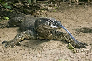 Palawan Monitor Lizard - rests on a path with its tongue outstretched Palawan Monitor Lizard - rests on a path with its tongue outstretched