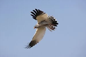 Images Dated 3rd September 2006: Pale Chanting Goshawk - in flight