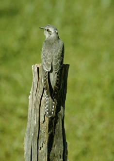 Pallid Cuckoo Pallid Cuckoo