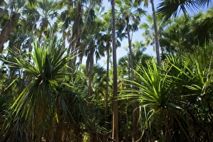 Palm grove - dense forest of cabbage trees and Livistonia Palms sourrounding the thermal Palm grove - dense forest of cabbage trees and Livistonia Palms sourrounding the thermal