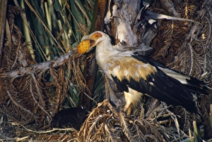 Palm-nut Vulture - female with fruit of Rafia Palm (Raphia australis) Palm-nut Vulture - female with fruit of Rafia Palm (Raphia australis)