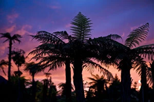 Palm silhouettes against colorful sunset