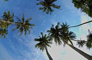 Images Dated 23rd June 2005: Palm trees - view looking up at sky