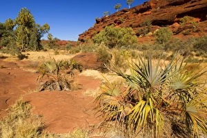 Palm Valley - dispersed Red Cabbage Palms, also called Livistonia Palms growing in the Palm Valley - dispersed Red Cabbage Palms, also called Livistonia Palms growing in the