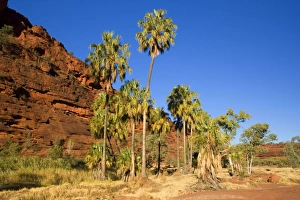 Palm Valley - grove of Red Cabbage Palms, also called Livistonia Palms growing in the Palm Valley - grove of Red Cabbage Palms, also called Livistonia Palms growing in the