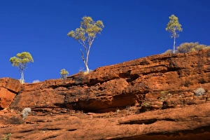 Palm Valley Rim - rim of Finke Gorge decorated with small gum trees along the edge Palm Valley Rim - rim of Finke Gorge decorated with small gum trees along the edge