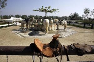 Palomino Camargue Boumian Horses - at central drinking trough Palomino Camargue Boumian Horses - at central drinking trough