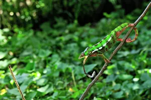 Panther Chameleon - male hunting an insect