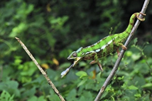 Panther Chameleon - male hunting an insect Panther Chameleon - male hunting an insect