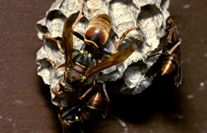 Paper wasps - female workers attending larvae in nest cells Paper wasps - female workers attending larvae in nest cells