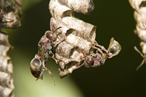 Two Paper Wasps - tend cells on their 'comb'-like nest. The wasps build a single vertical comb from wood pulp mixed with saliva, and hang it from a stalk Two Paper Wasps - tend cells on their 'comb'-like nest. The wasps build a single vertical comb from wood pulp mixed with saliva, and hang it from a stalk