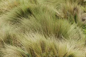 Elevation Gallery: Paramo grass, Antisana Ecological Reserve, Ecuador