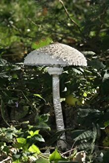 Images Dated 18th September 2003: Parasol Mushroom (or Macrolepiota procera)