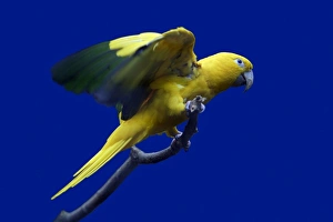 Parrot, Golden Conure - bird on perch Parrot, Golden Conure - bird on perch
