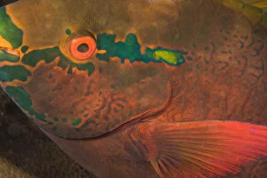 Parrotfish (Scarus sp.) asleep at night