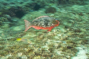 Parrotfish, scuba diving at Richelieu Rock