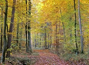 Footpath Gallery: path in forest - path leading through beech forest with colourful autumn foliage