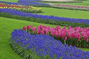 Pattern of Grape Hyacinth, tulips, and Hyacinth