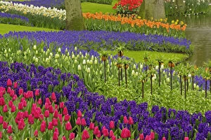 Pattern of tulips hyacinth, and Grape Hyacinth