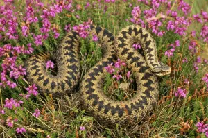 Heather Landscape Photography Prints: Adder In heather, UK