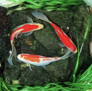 Red Comet Goldfish Print