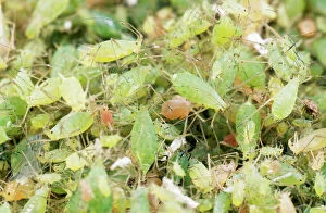 Colonies Collection: Pea Aphid / Greenfly - huge swarm, UK