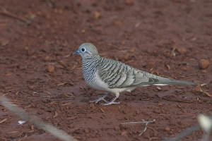 Peaceful Dove - Approaching a pool to drink at dawn Peaceful Dove - Approaching a pool to drink at dawn